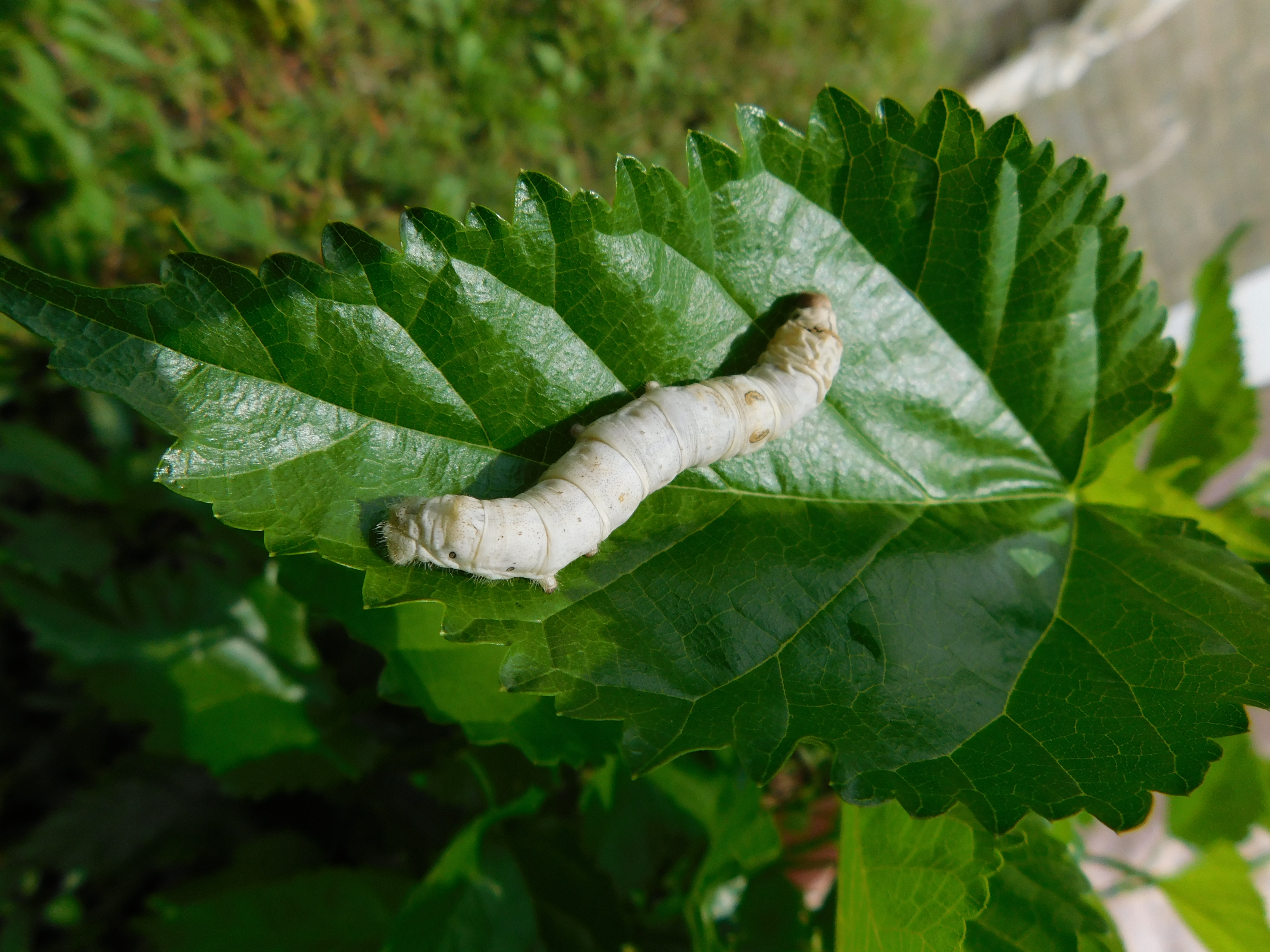 Sericulture Image 9
